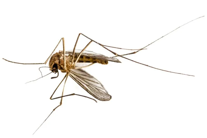 Common Harboring Areas of Mosquitoes: Understanding Their Hiding Spots
