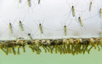 Shield Your Home from Mosquitoes: Discover Our Advanced Mosquito Control Solutions