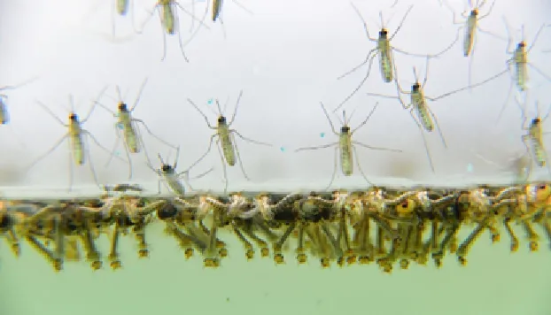 Shield Your Home from Mosquitoes: Discover Our Advanced Mosquito Control Solutions