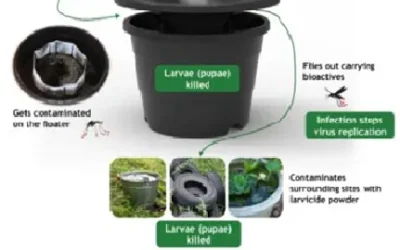 The Importance of Mosquito Control