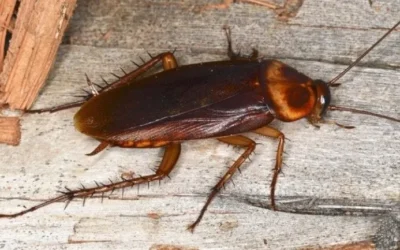 Dealing with Palmetto Bugs in Florida: What Happens After Heavy Rain
